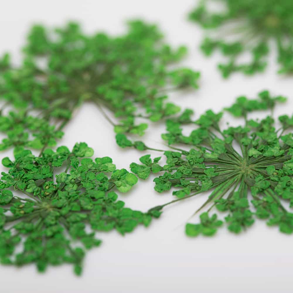 Sušené květy na nehty - Green, 5 ks