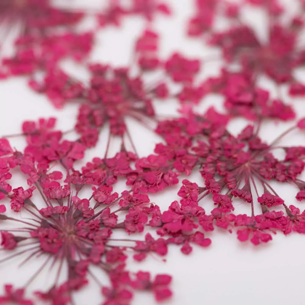 Sušené květy na nehty - Fuchsia, 5 ks
