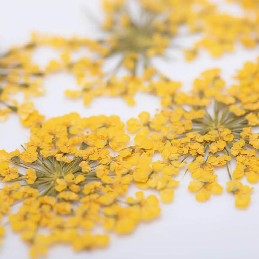 Sušené květy na nehty - Yellow, 5 ks