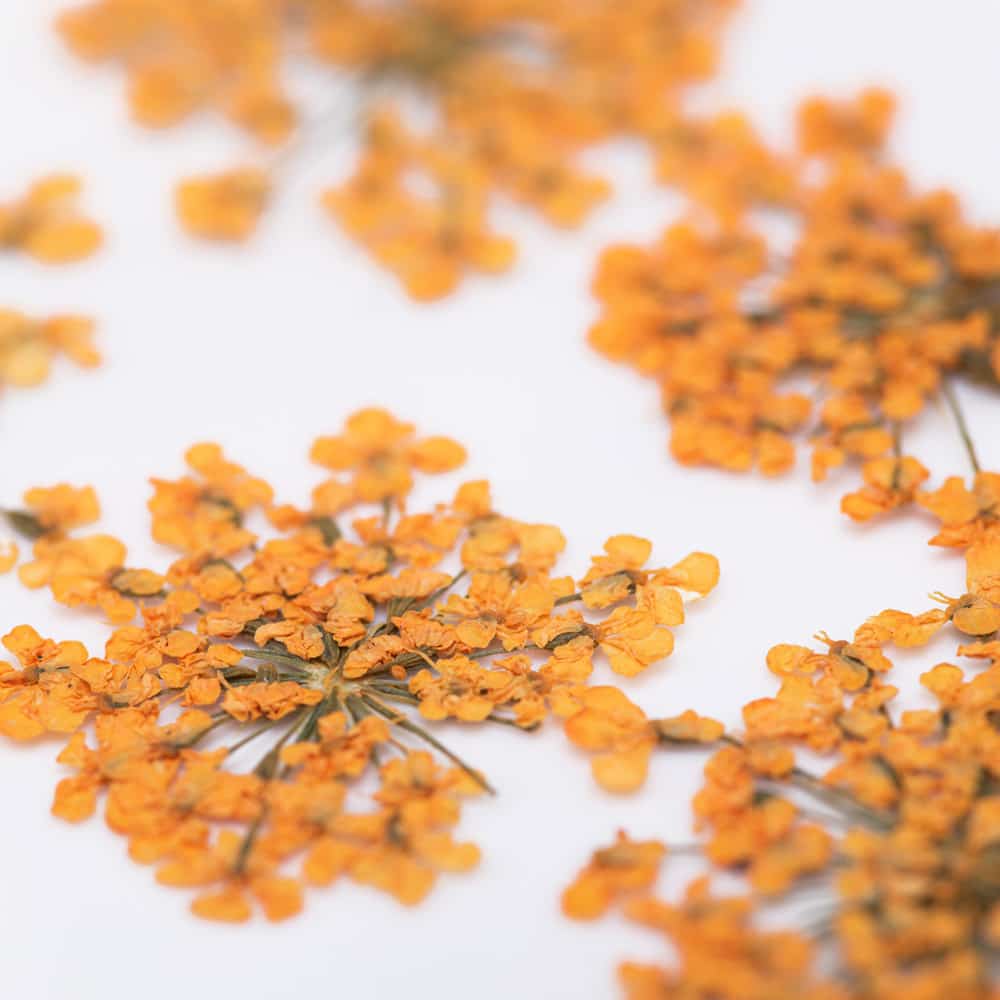 Sušené květy na nehty - Orange, 5 ks