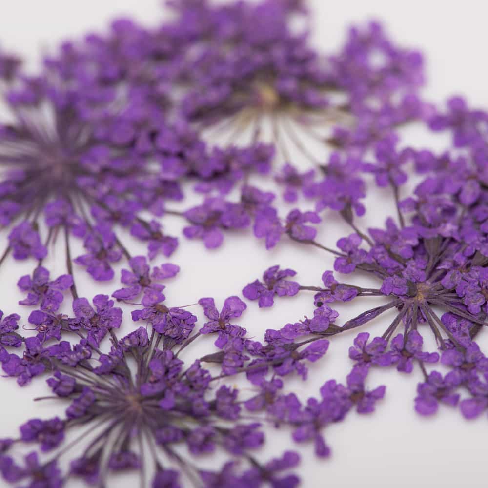 Sušené květy na nehty - Purple, 5 ks