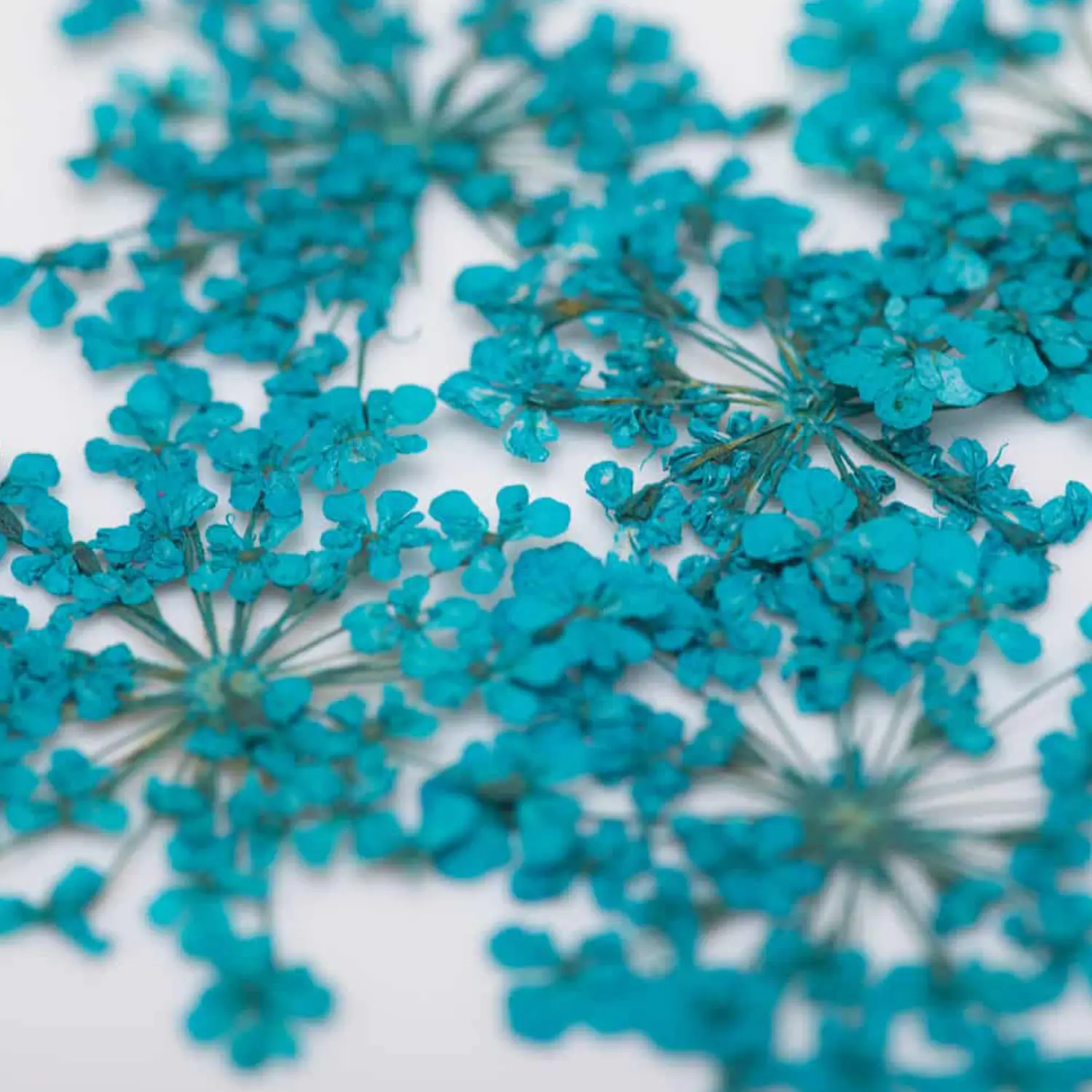 Sušené květy na nehty - Turquoise, 5 ks