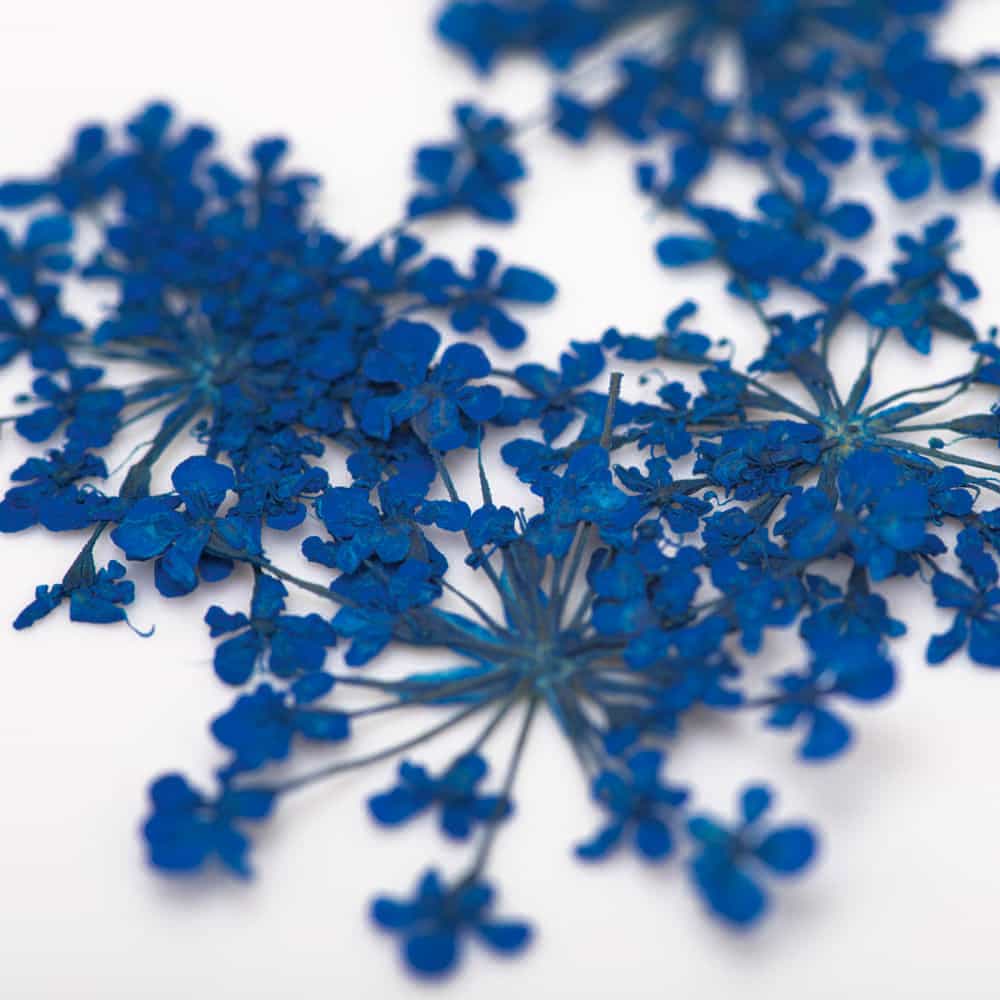 Sušené květy na nehty - Royal Blue, 5 ks