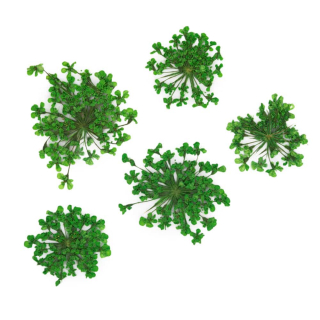 Sušené květy na nehty - Green, 5 ks