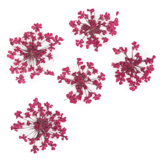 Sušené květy na nehty - Fuchsia, 5 ks