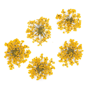 Sušené květy na nehty - Yellow, 5 ks