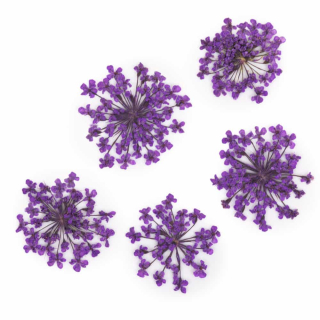 Sušené květy na nehty - Purple, 5 ks