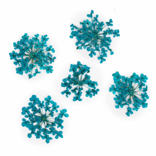 Sušené květy na nehty - Turquoise, 5 ks