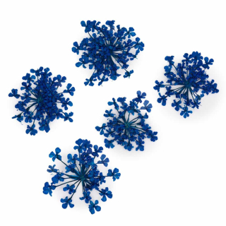 Sušené květy na nehty - Royal Blue, 5 ks
